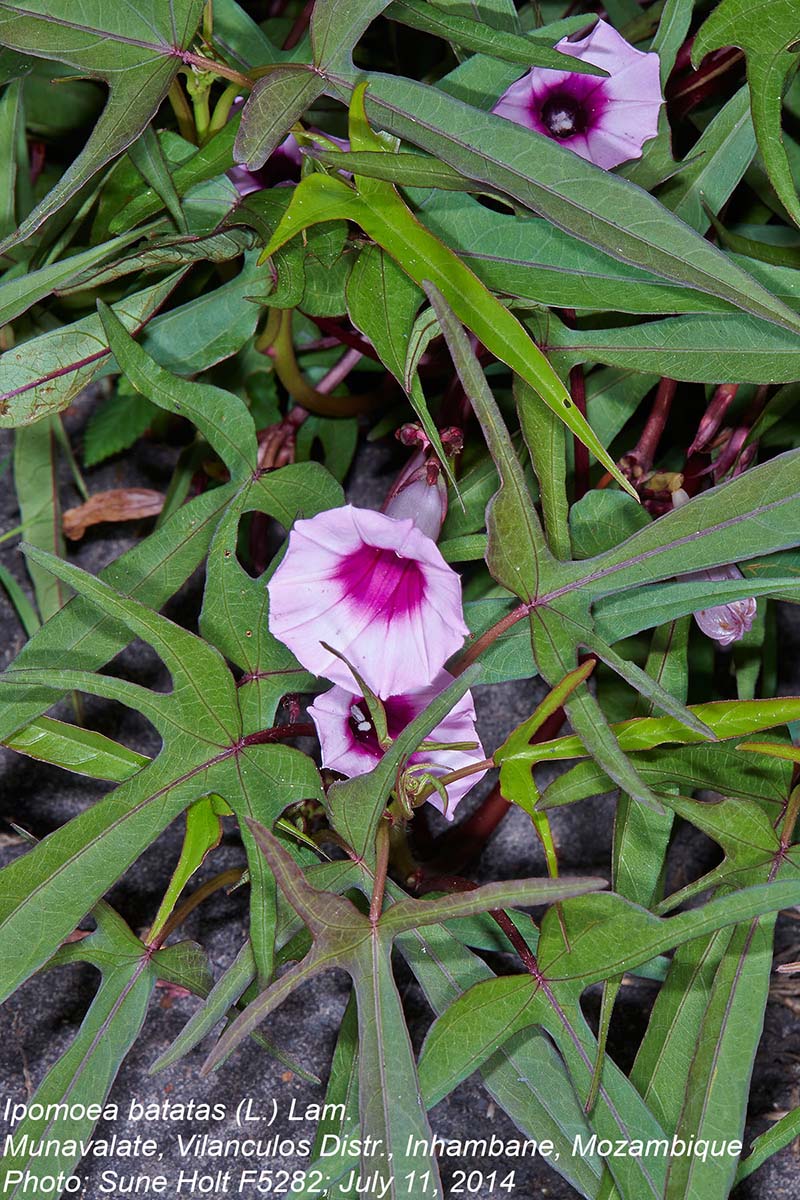 Ipomoea batatas Ipomoea batatas
