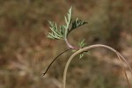 Ipomoea coptica var. coptica