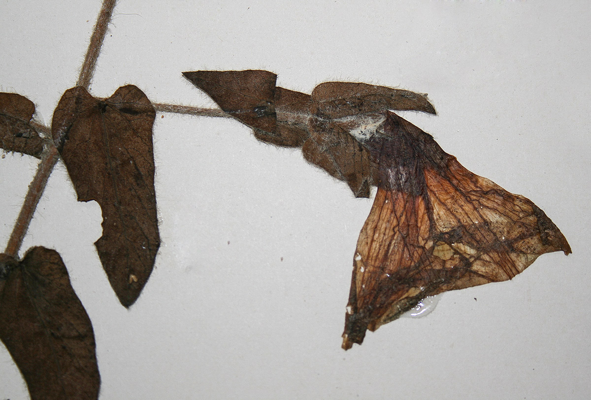 Ipomoea crassipes var. crassipes Ipomoea crassipes var. crassipes