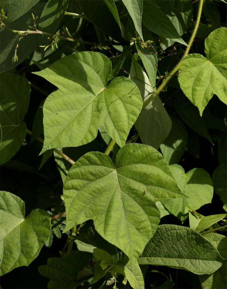 Ipomoea dichroa