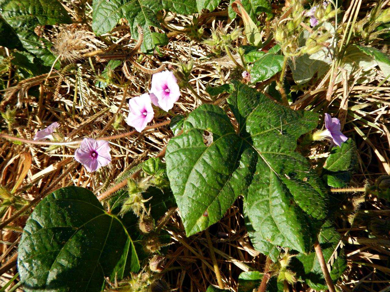 Ipomoea dichroa Ipomoea dichroa
