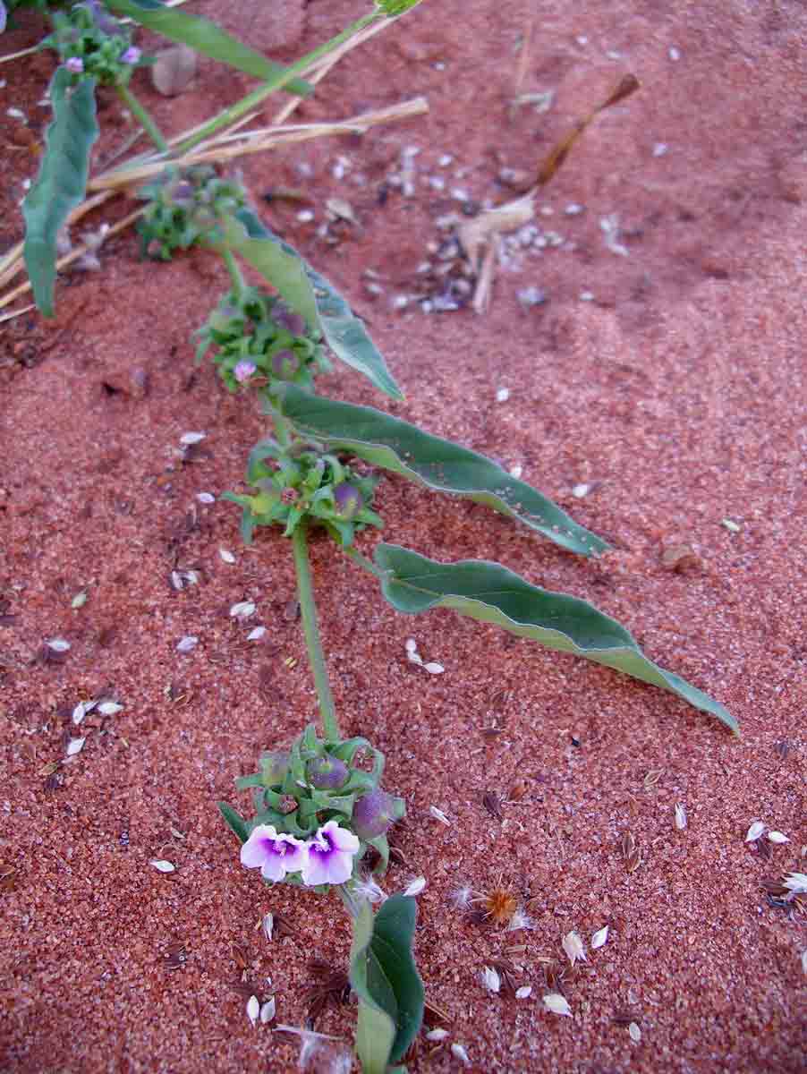 Ipomoea eriocarpa Ipomoea eriocarpa