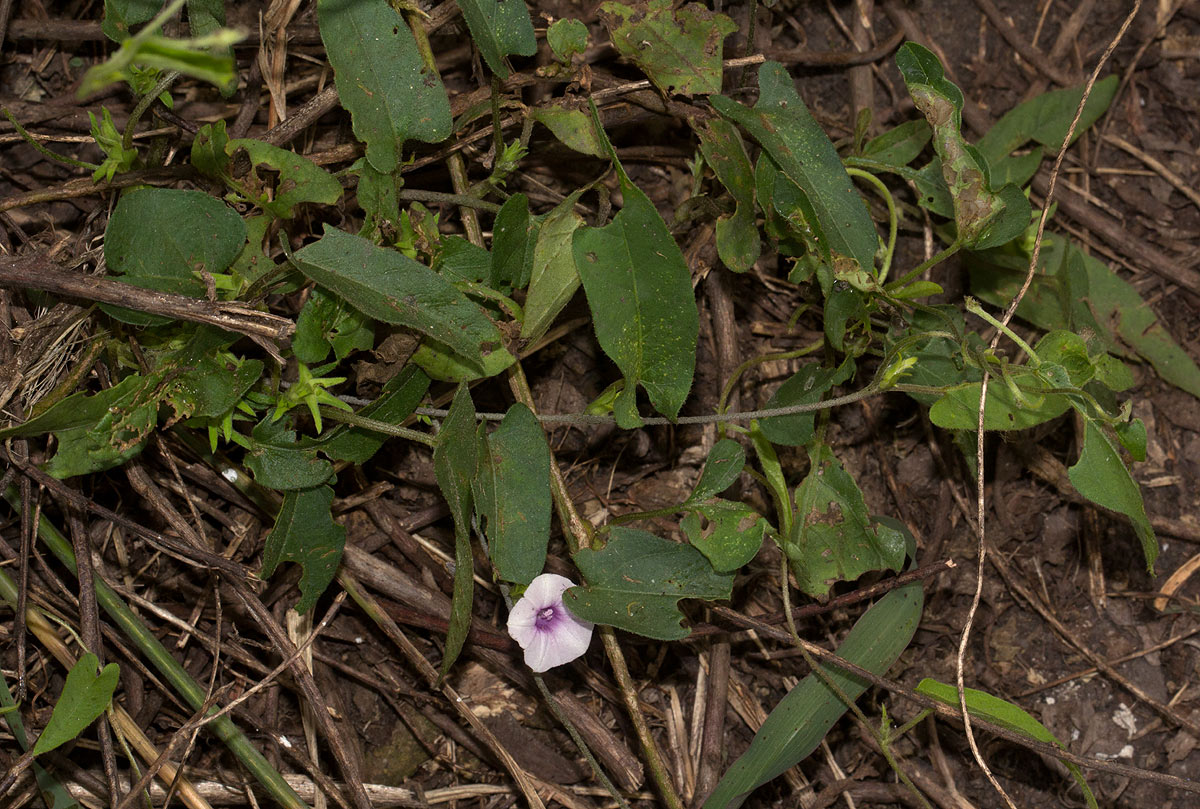 Ipomoea eriocarpa Ipomoea eriocarpa