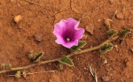 Ipomoea fulvicaulis var. fulvicaulis
