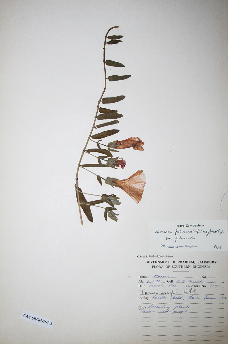 Ipomoea fulvicaulis var. fulvicaulis Ipomoea fulvicaulis var. fulvicaulis