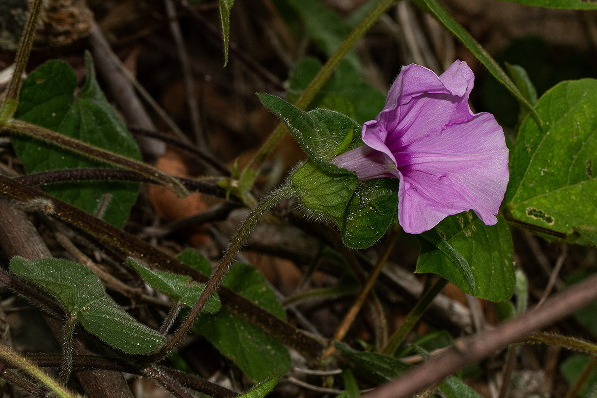 Ipomoea involucrata Ipomoea involucrata