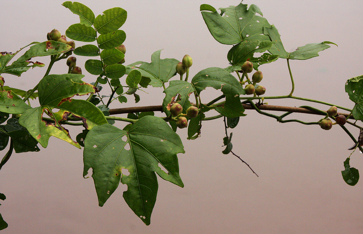 Ipomoea mauritiana