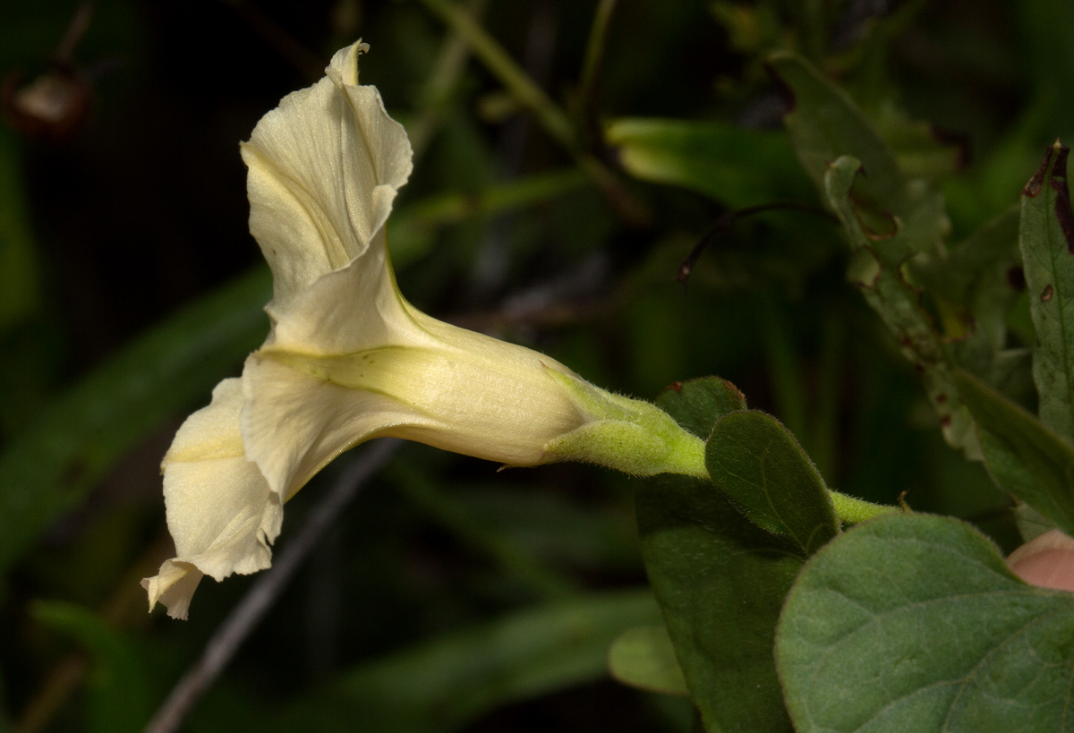 Ipomoea obscura var. obscura Ipomoea obscura var. obscura
