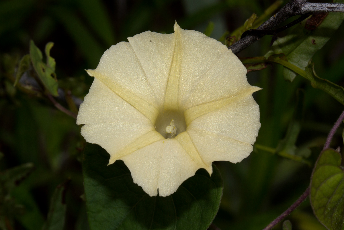 Ipomoea obscura var. obscura Ipomoea obscura var. obscura