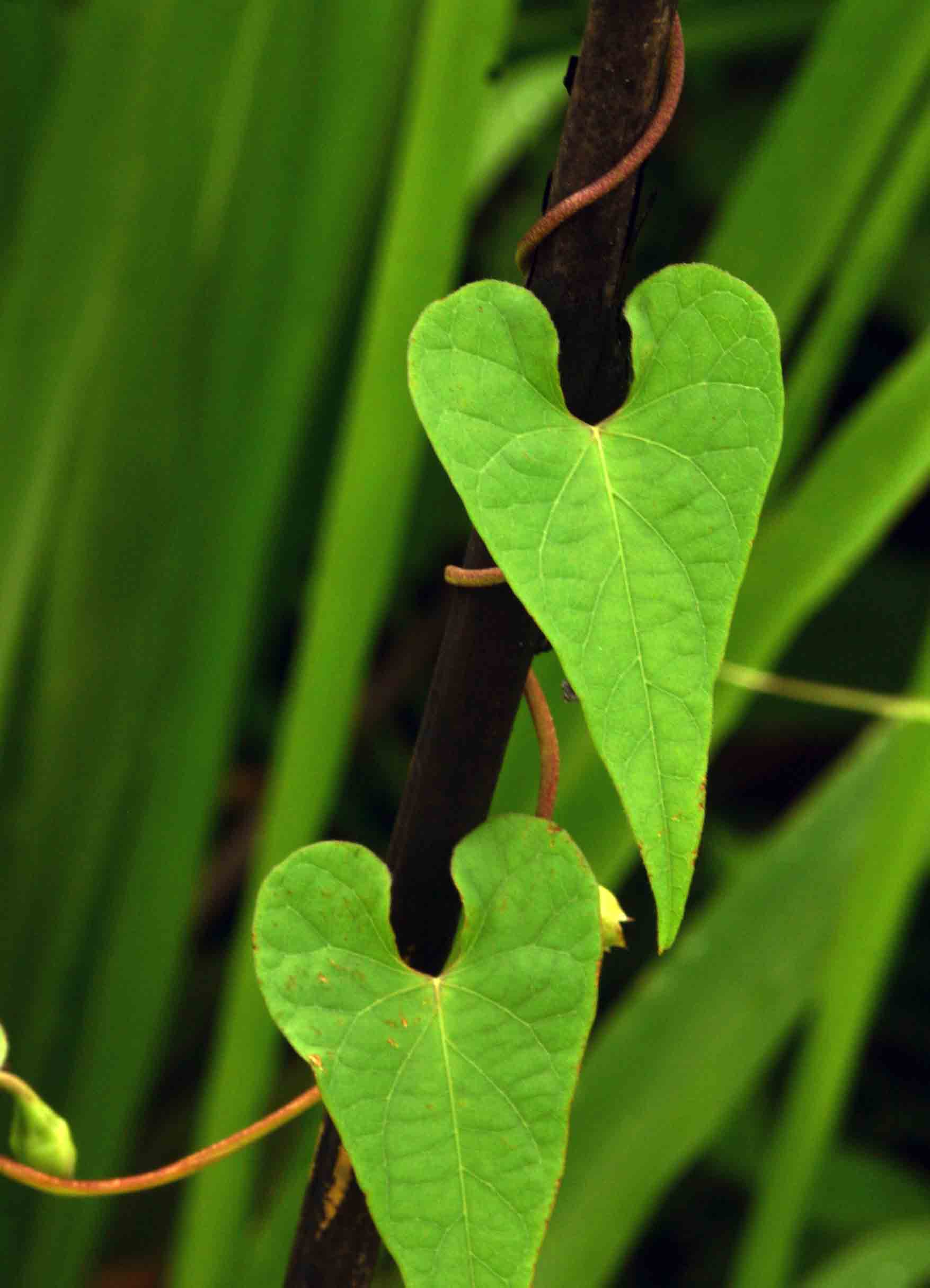 Ipomoea obscura var. obscura Ipomoea obscura var. obscura