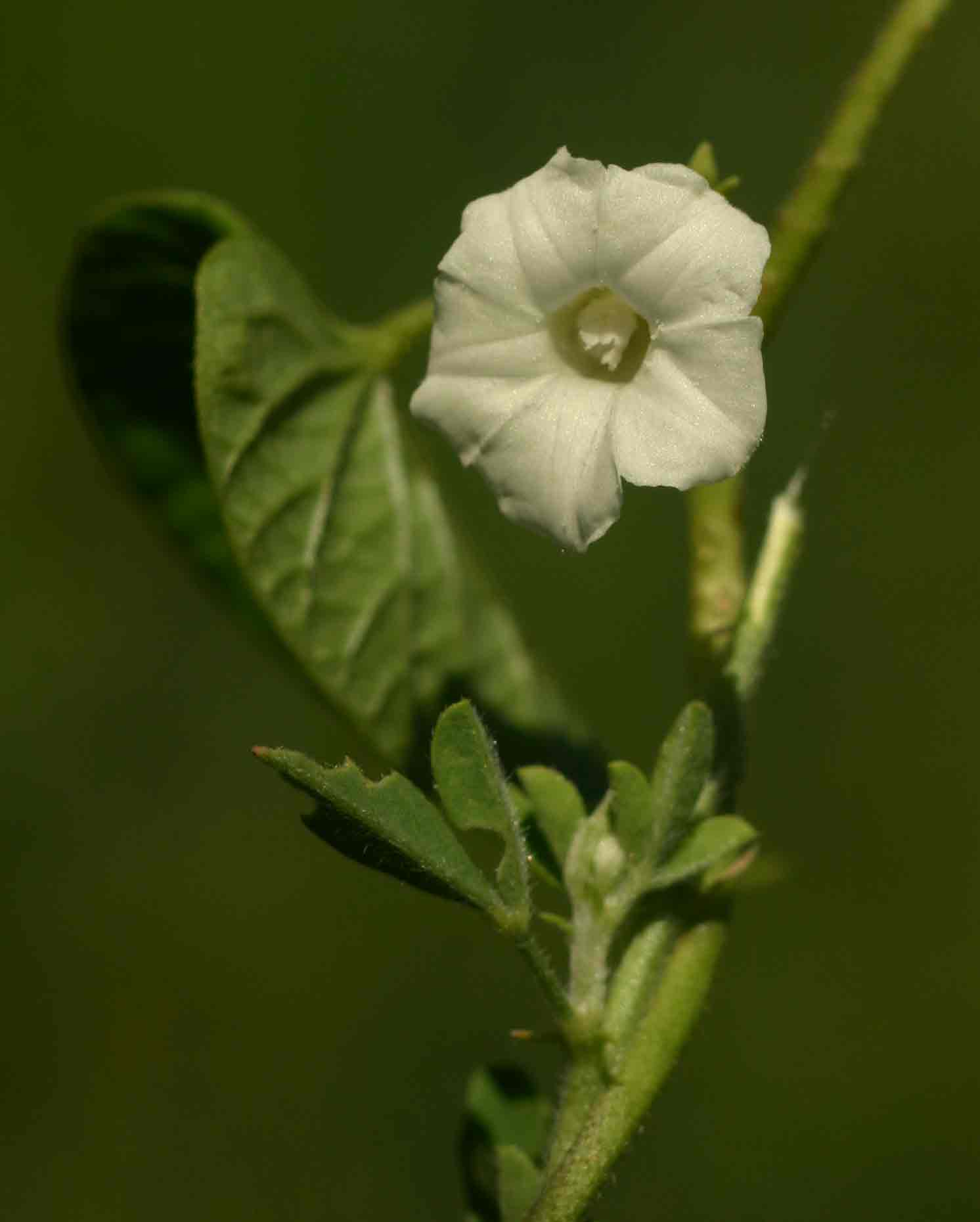 Ipomoea biflora