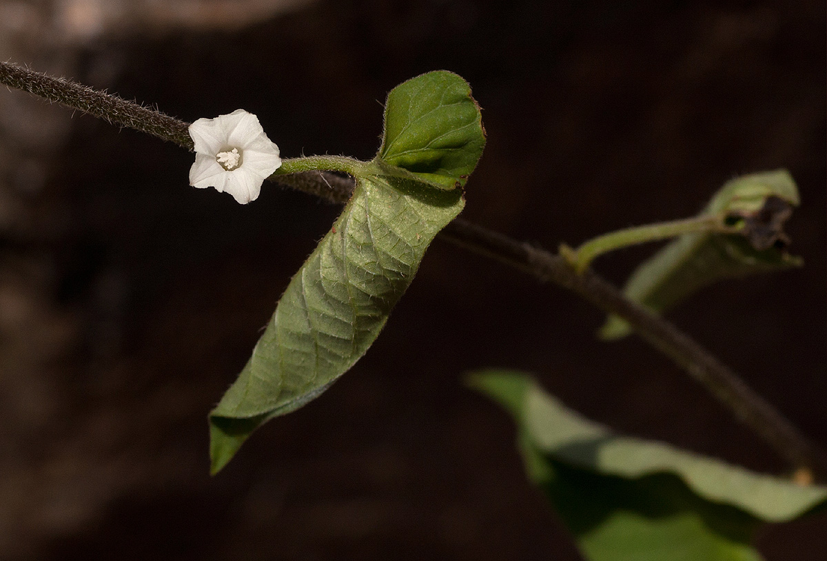 Ipomoea biflora Ipomoea biflora