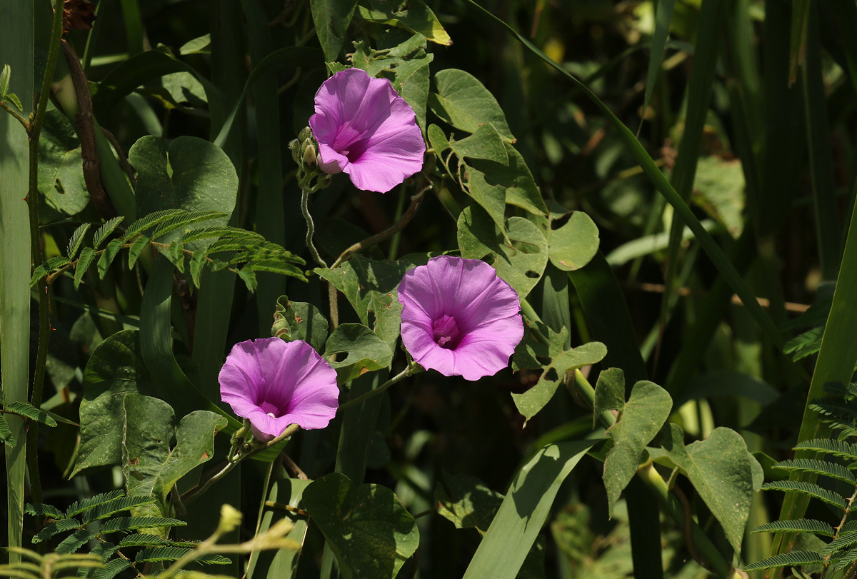 Ipomoea rubens Ipomoea rubens