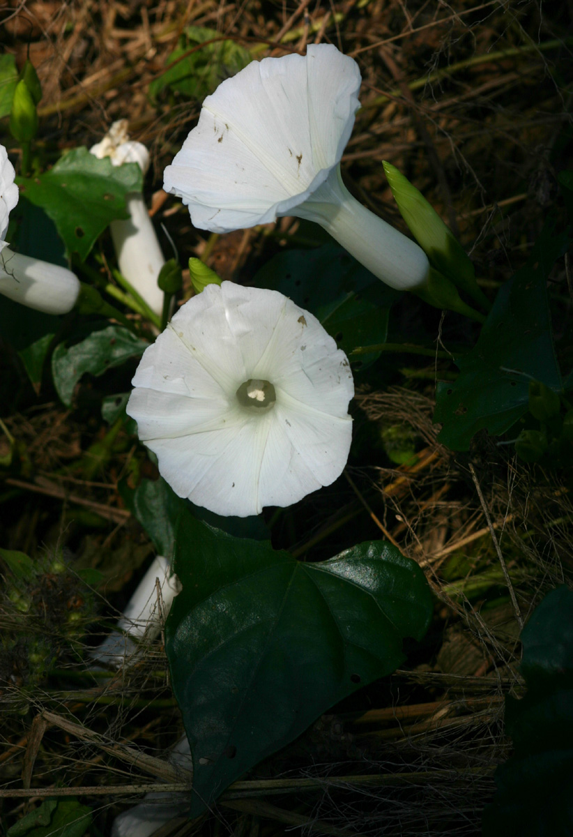 Ipomoea shupangensis Ipomoea shupangensis