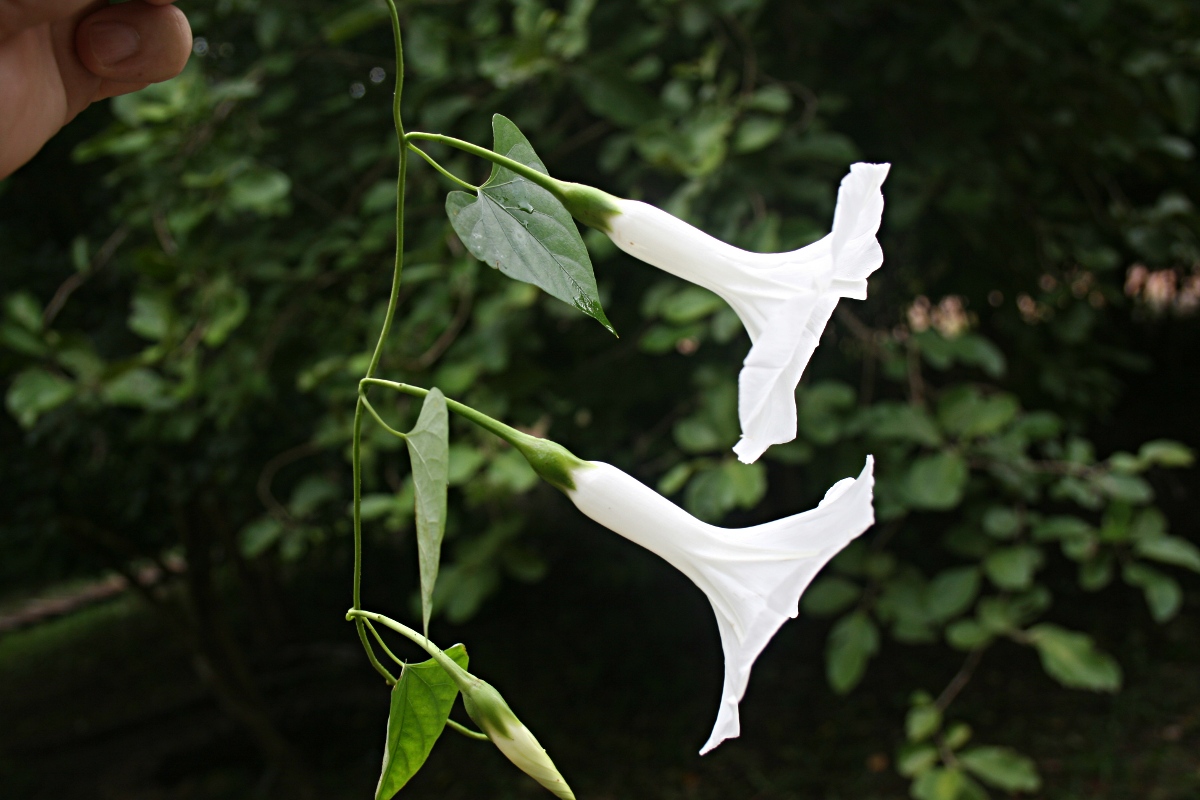 Ipomoea shupangensis Ipomoea shupangensis