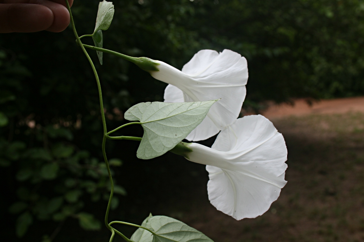 Ipomoea shupangensis Ipomoea shupangensis