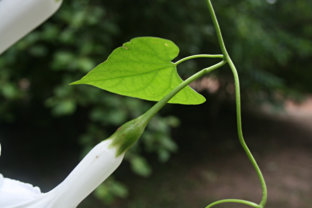 Ipomoea shupangensis Ipomoea shupangensis