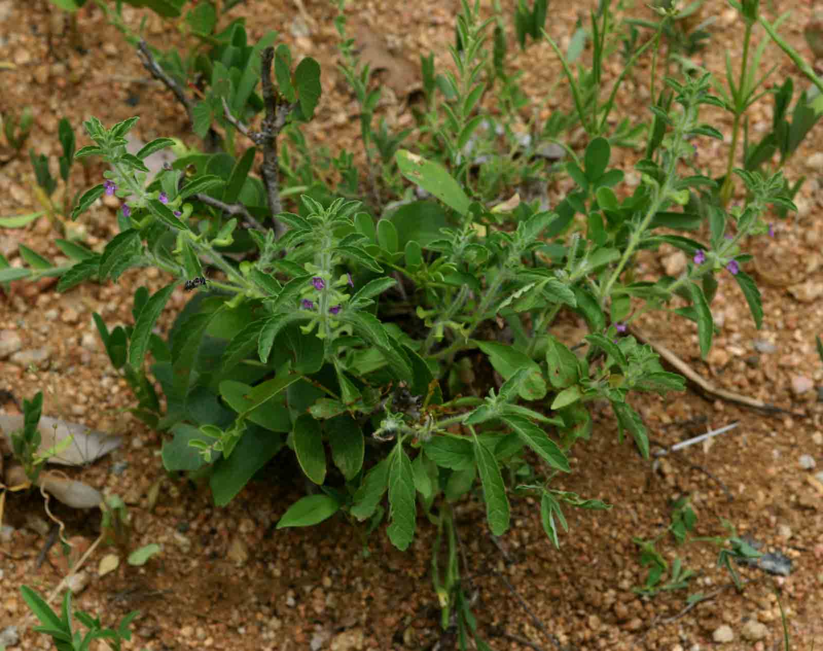 Endostemon tereticaulis