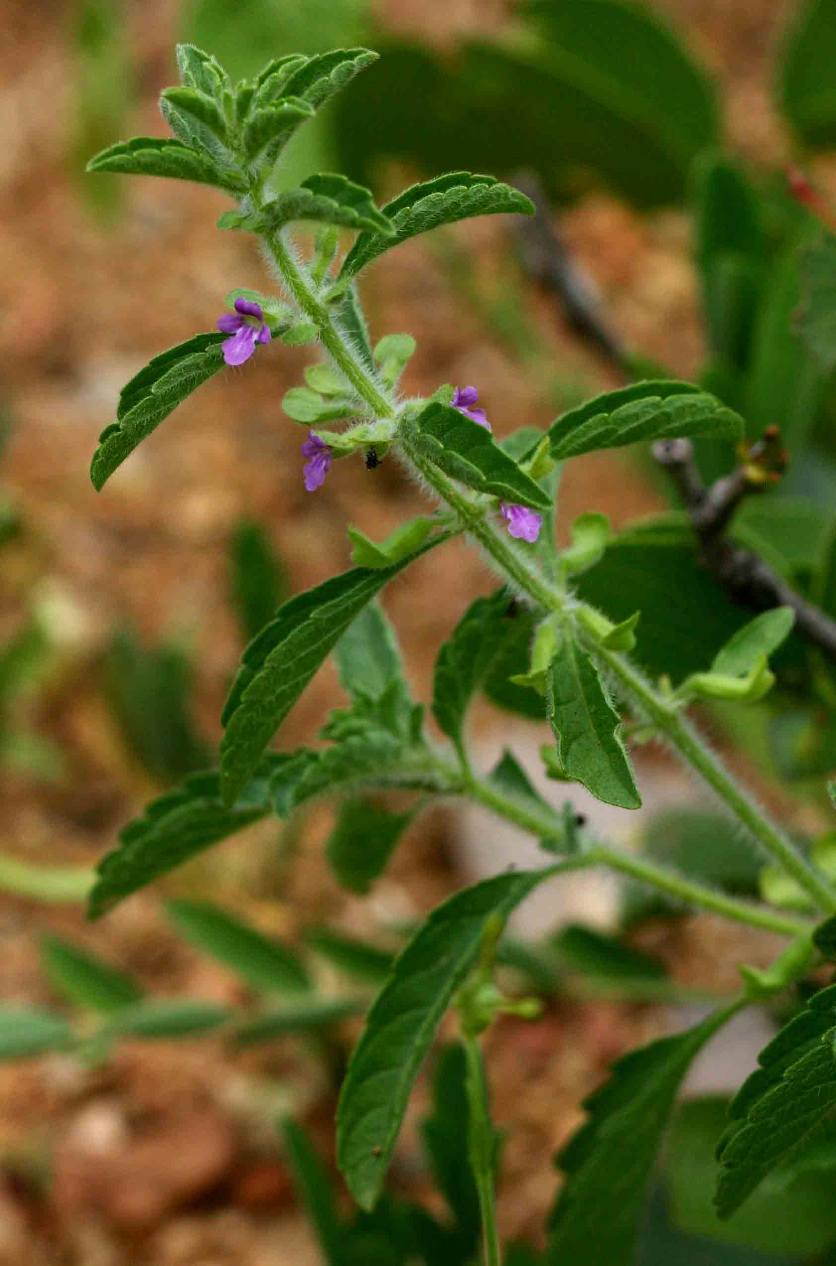 Endostemon tereticaulis Endostemon tereticaulis
