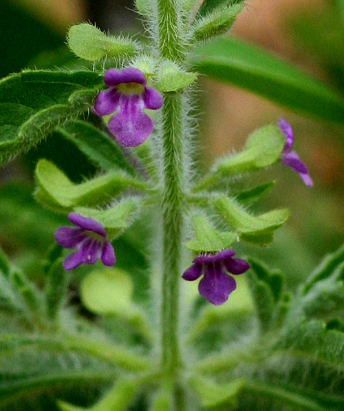 Endostemon tereticaulis Endostemon tereticaulis