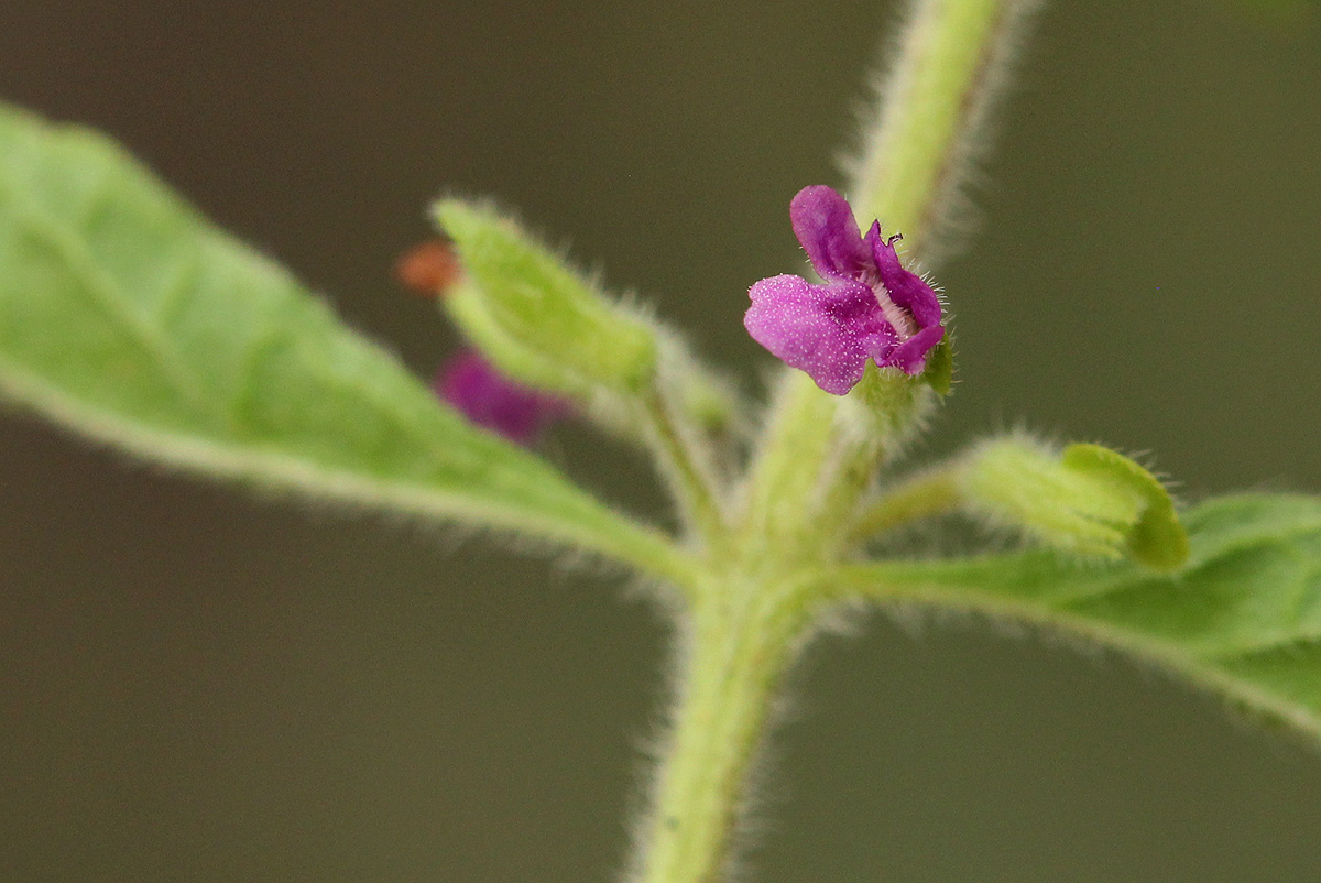 Endostemon tereticaulis Endostemon tereticaulis