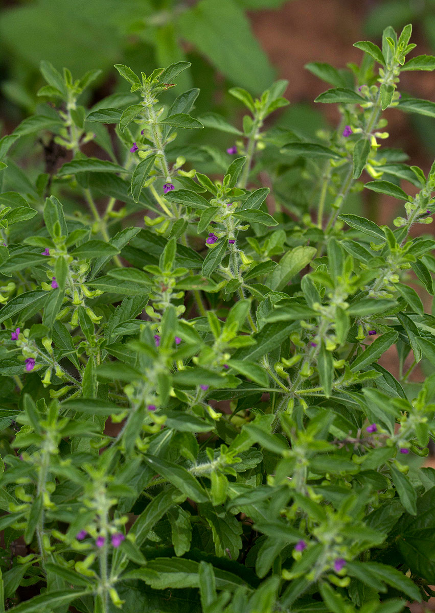 Endostemon tereticaulis Endostemon tereticaulis