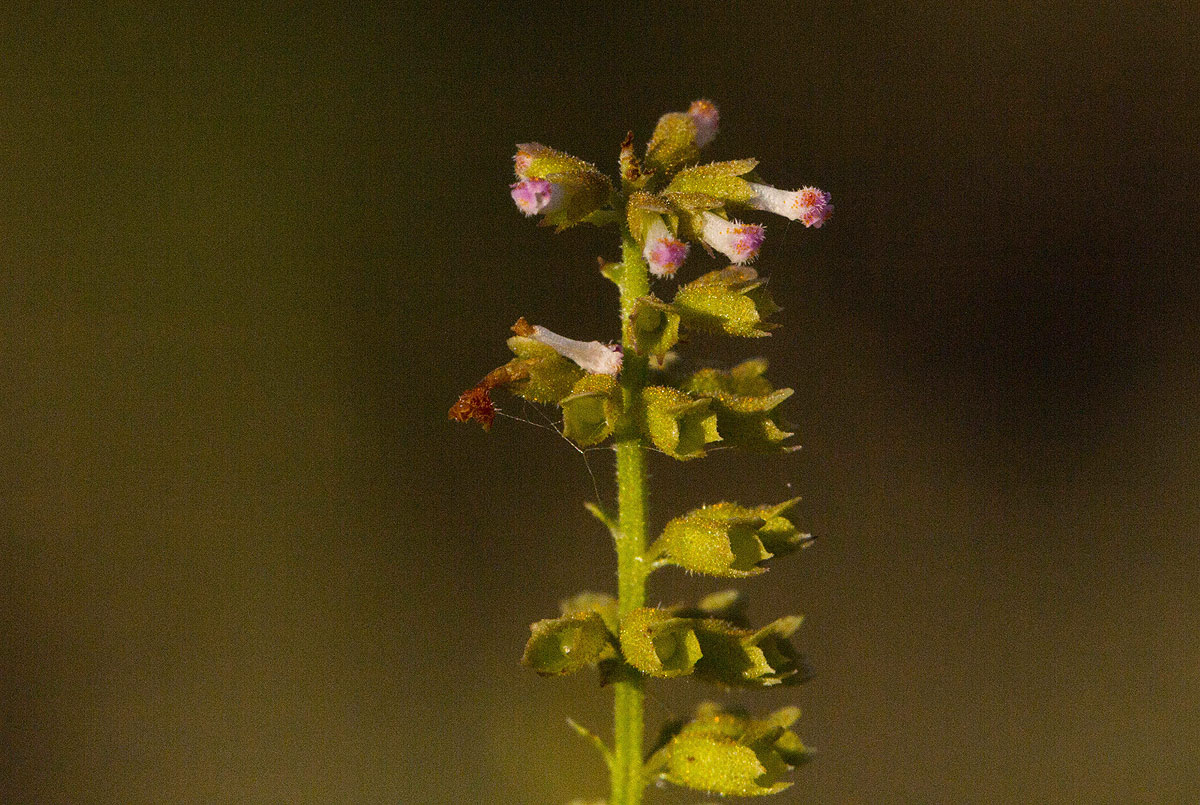 Basilicum polystachyon Basilicum polystachyon