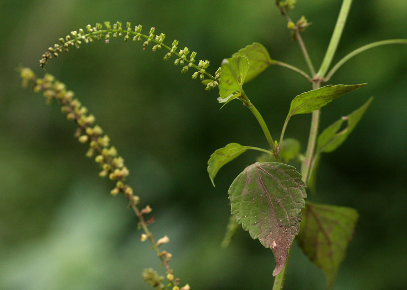 Basilicum polystachyon Basilicum polystachyon
