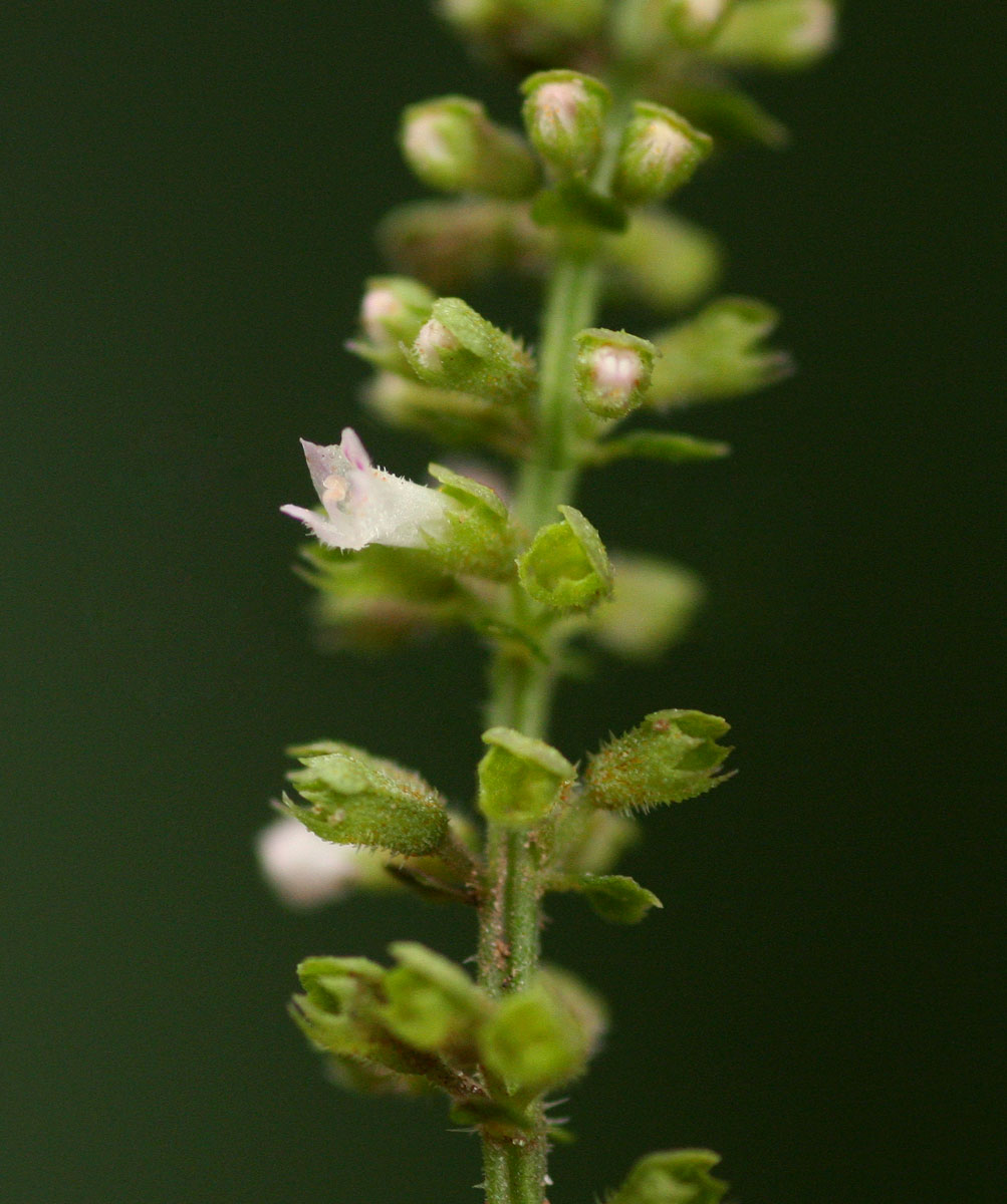 Basilicum polystachyon Basilicum polystachyon