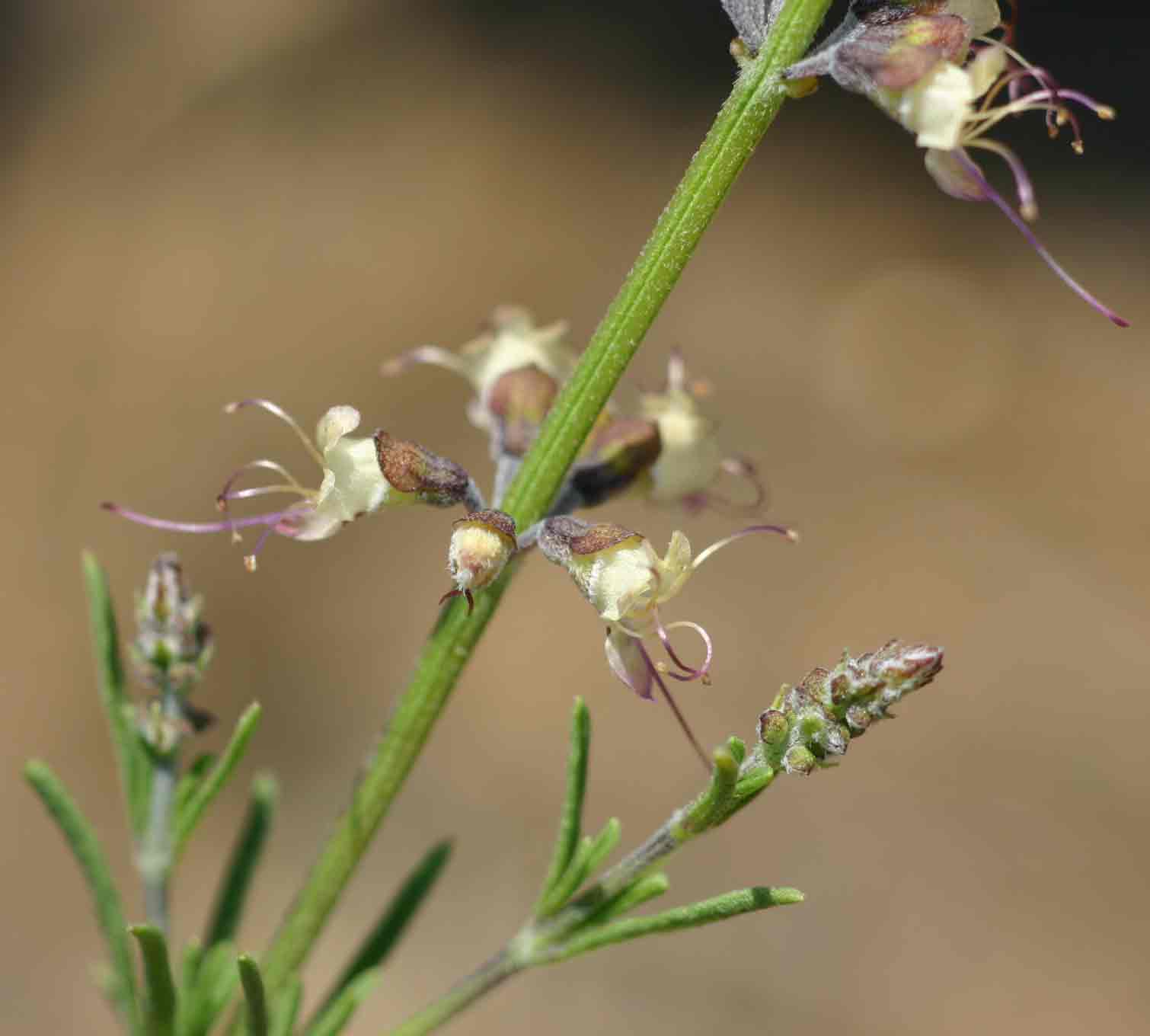 Ocimum angustifolium