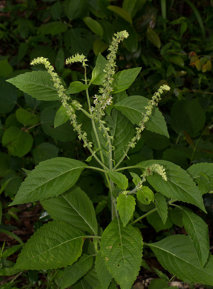 Ocimum gratissimum subsp. gratissimum var. gratissimum Ocimum gratissimum subsp. gratissimum var. gratissimum