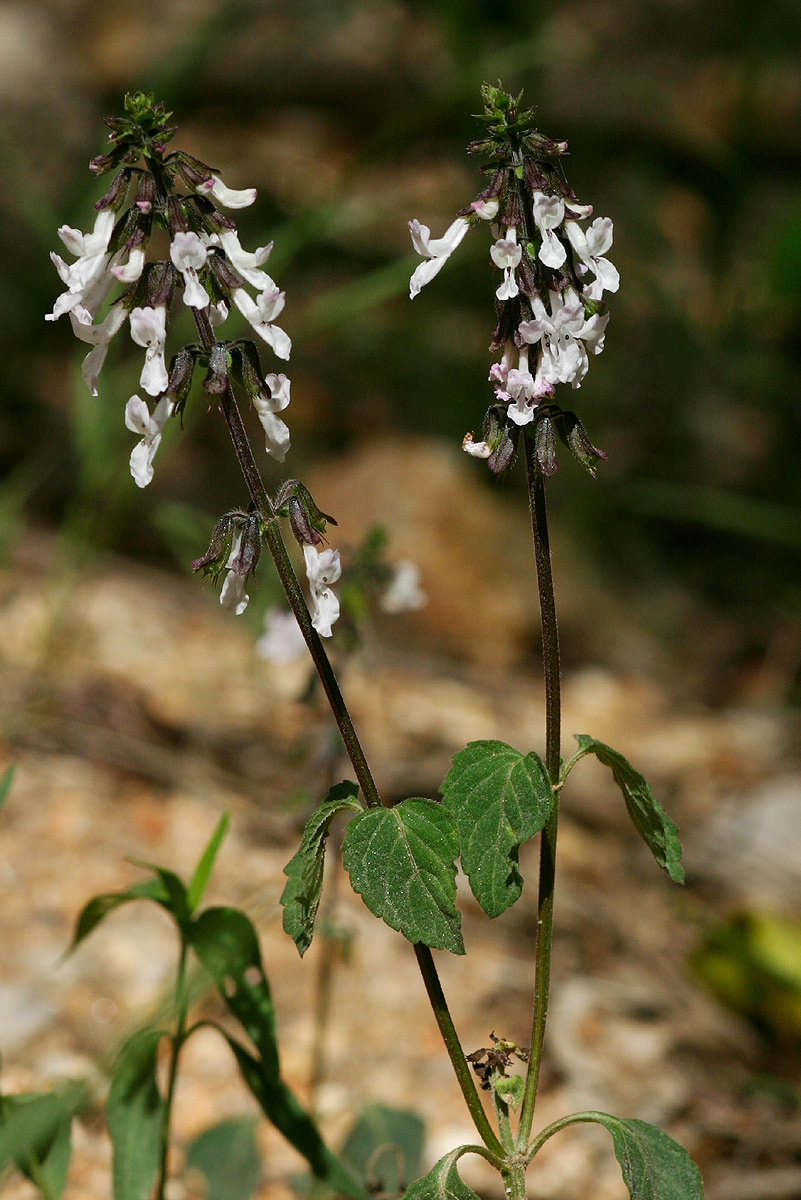 Orthosiphon thymiflorus