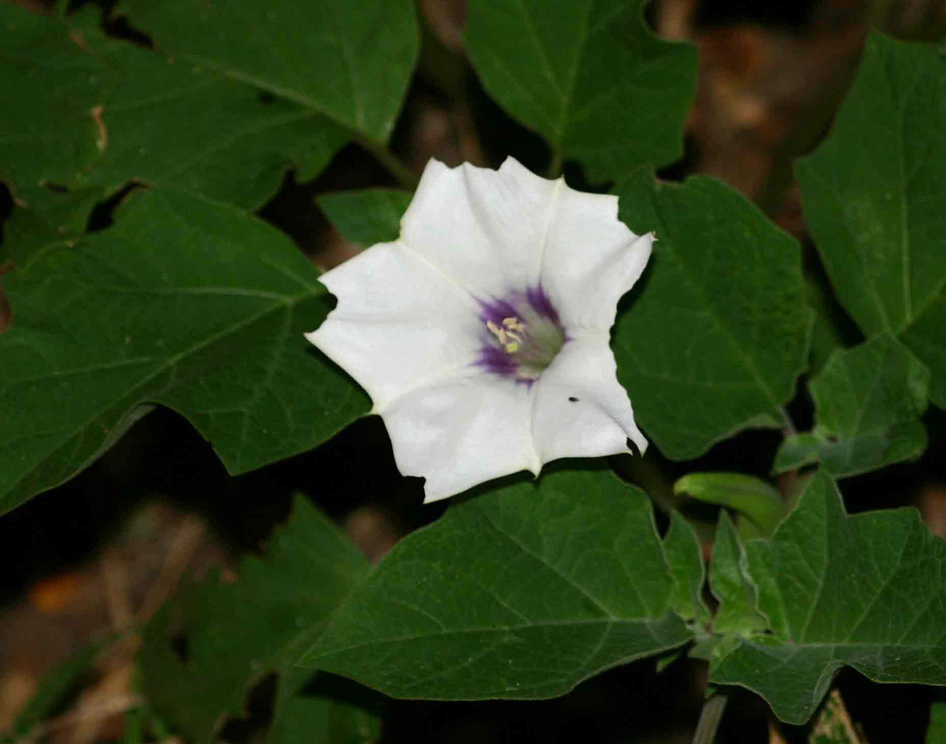 Datura inoxia Datura inoxia