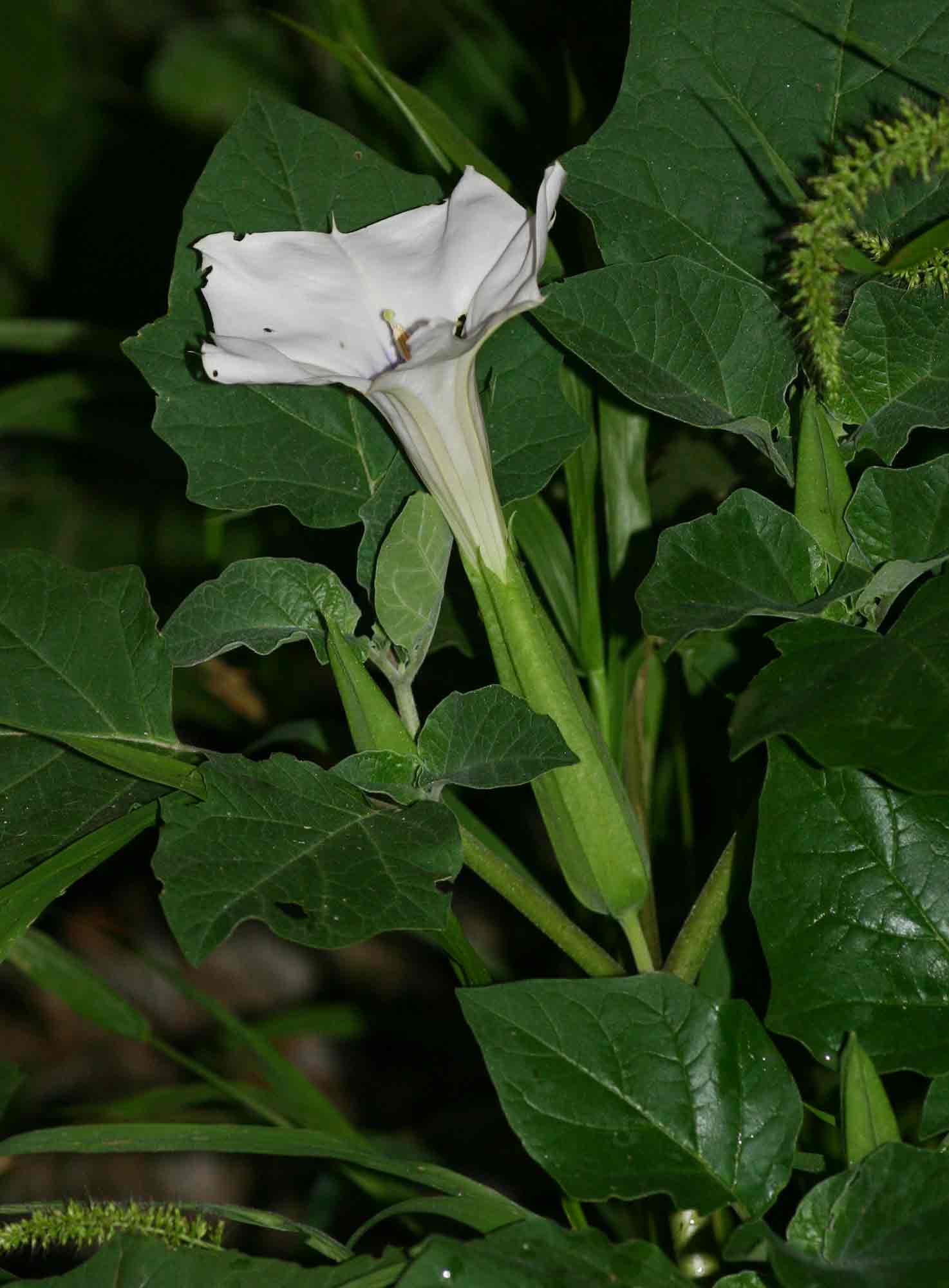 Datura inoxia Datura inoxia