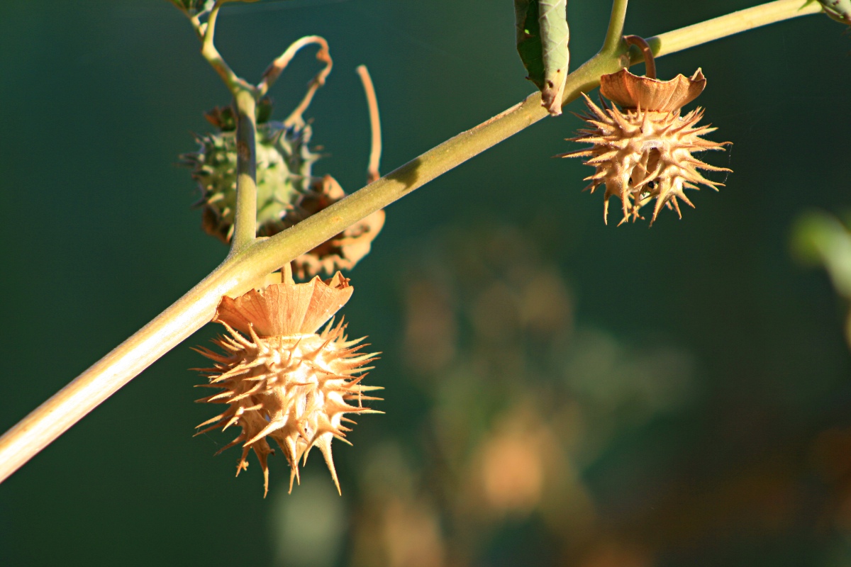 Datura inoxia Datura inoxia