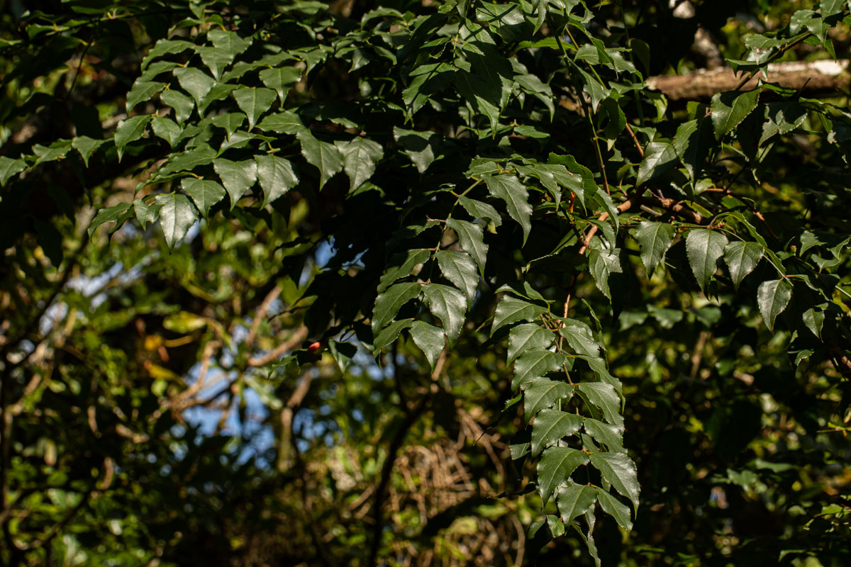 Halleria lucida Halleria lucida