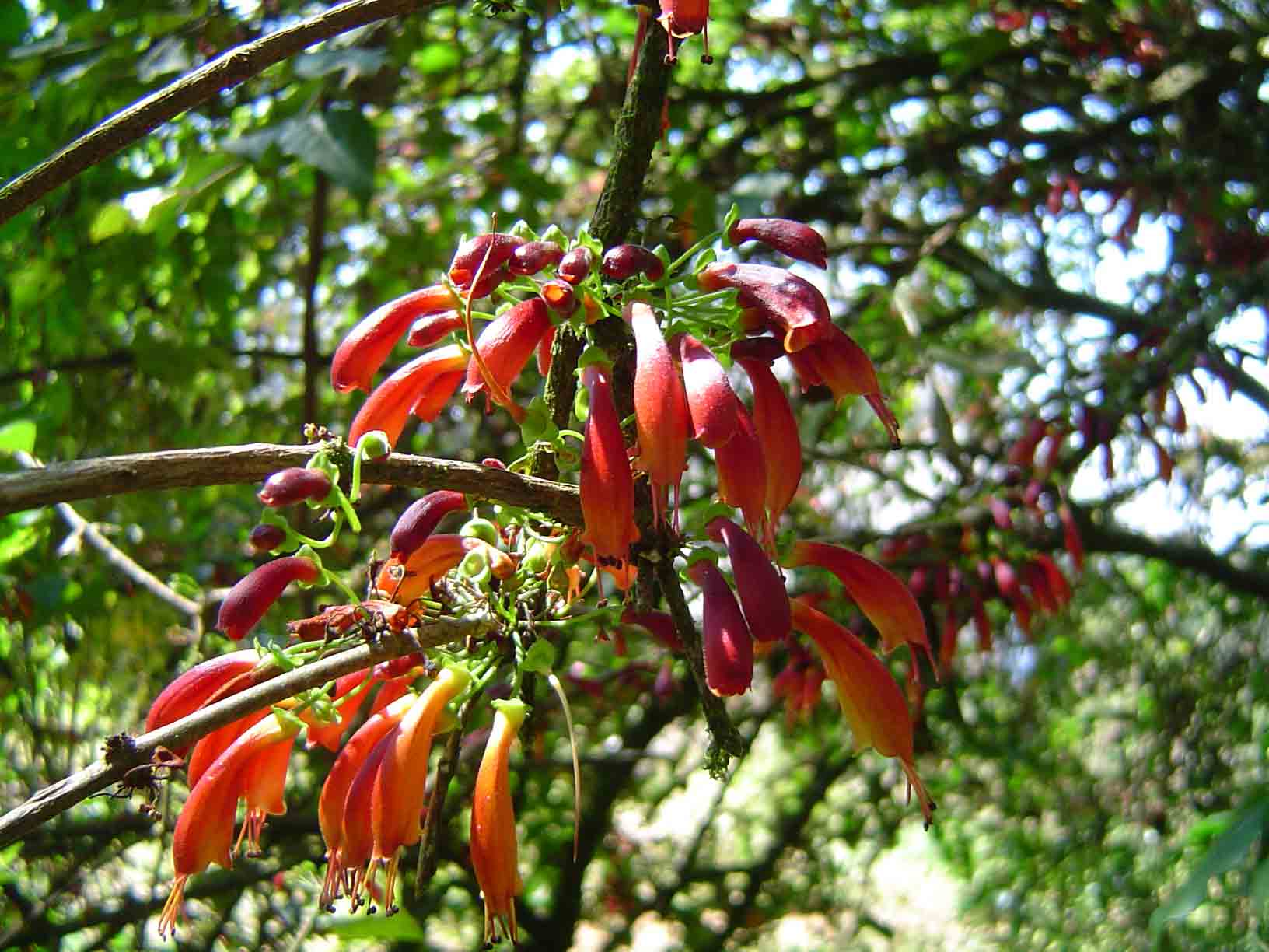 Halleria lucida Halleria lucida