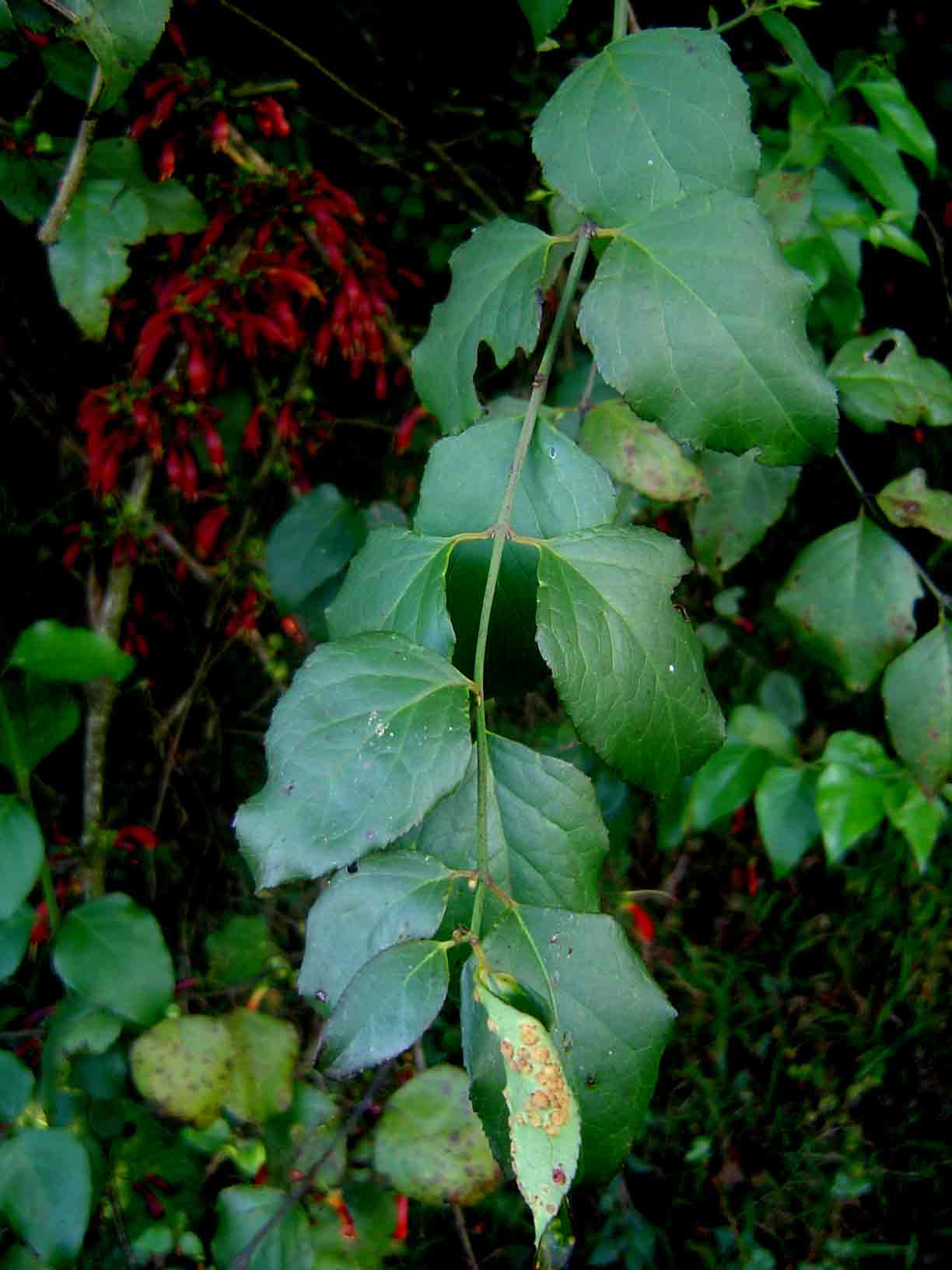 Halleria lucida Halleria lucida