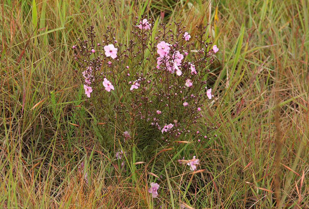 Sopubia mannii var. tenuifolia Sopubia mannii var. tenuifolia