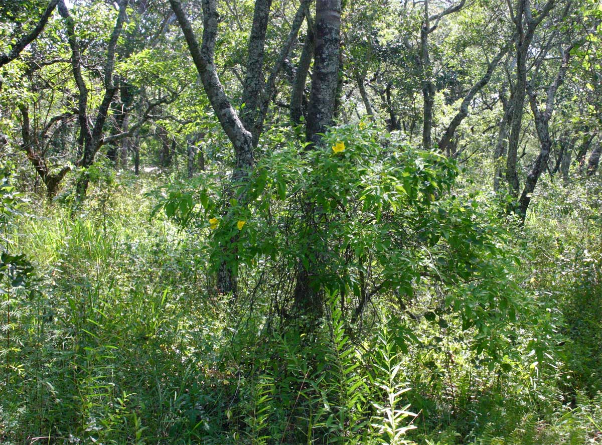Tecoma stans
