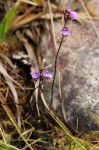 Genlisea hispidula