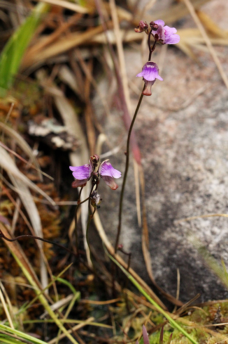 Genlisea hispidula Genlisea hispidula