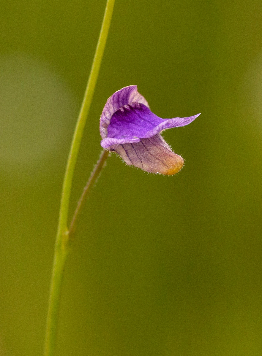Genlisea hispidula Genlisea hispidula