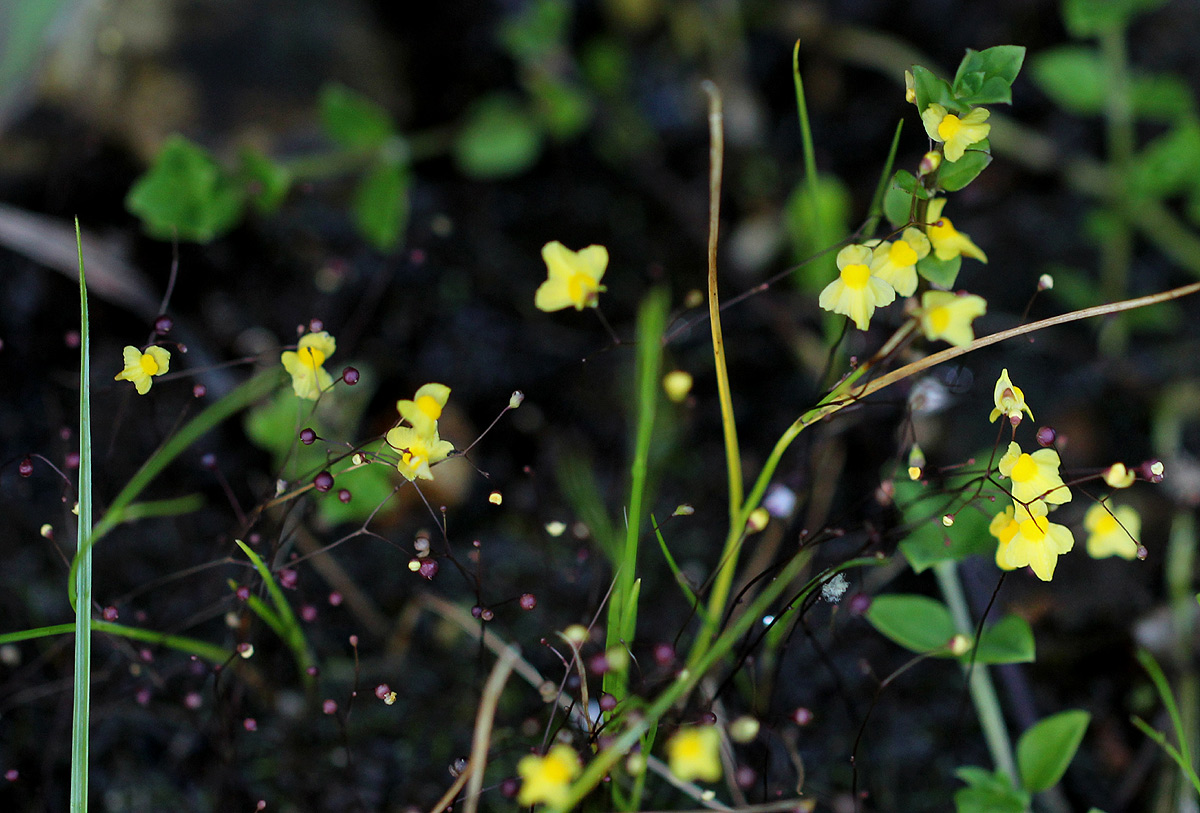 Utricularia subulata Utricularia subulata