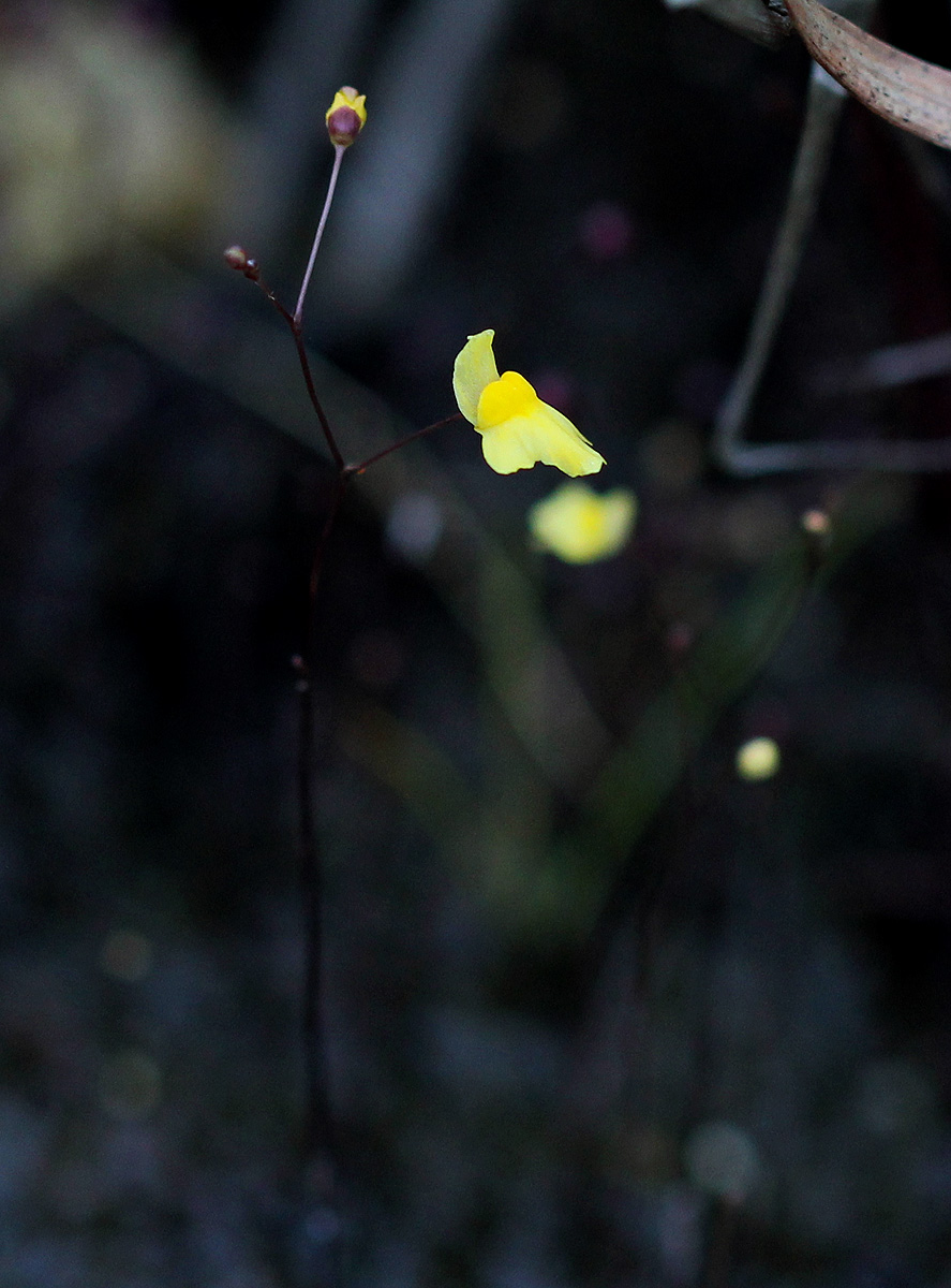 Utricularia subulata Utricularia subulata