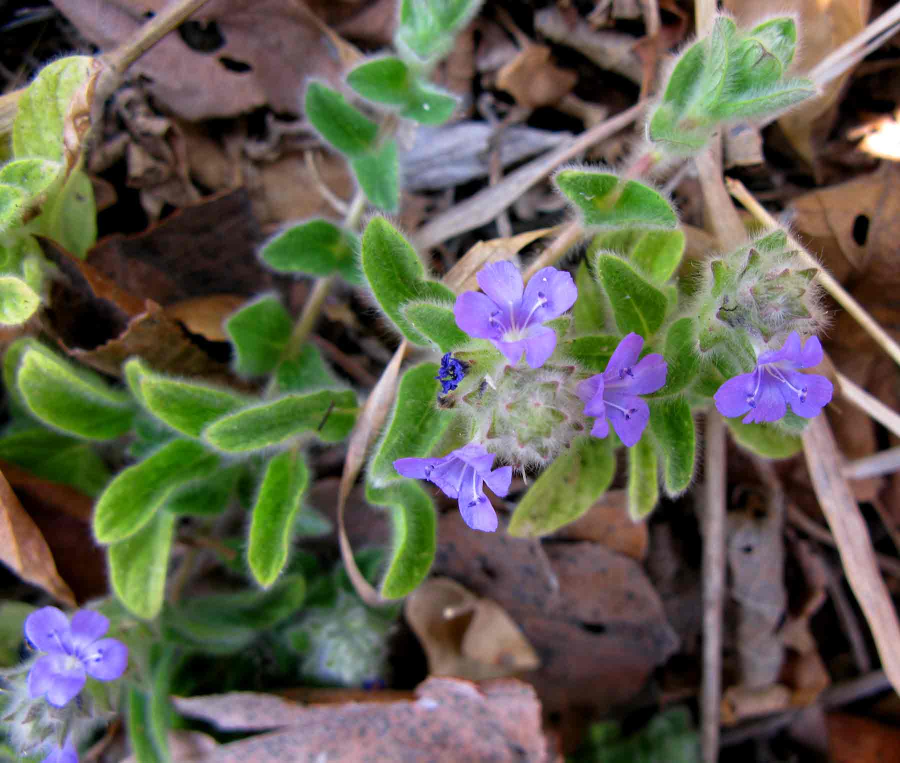 Nelsonia canescens Nelsonia canescens
