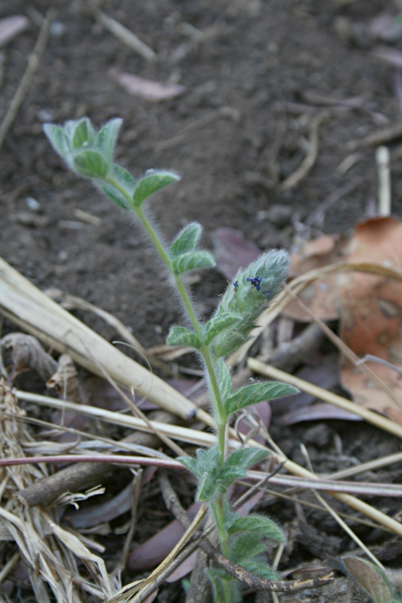 Nelsonia canescens