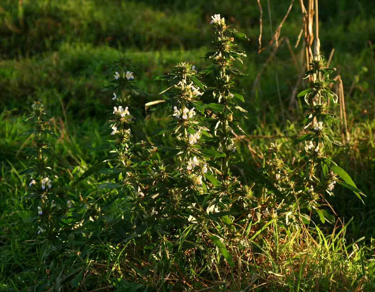 Hygrophila auriculata Hygrophila auriculata