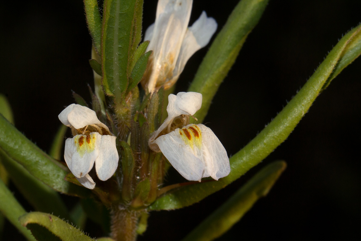 Hygrophila auriculata Hygrophila auriculata