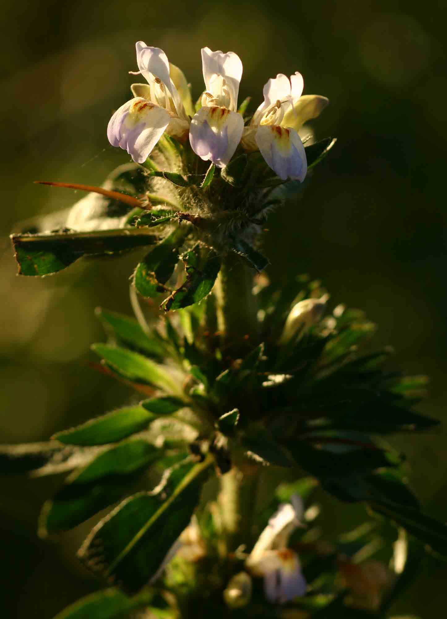Hygrophila auriculata Hygrophila auriculata